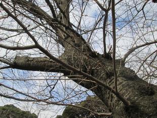 山手公園桜開花情報【2023年3月3日号】