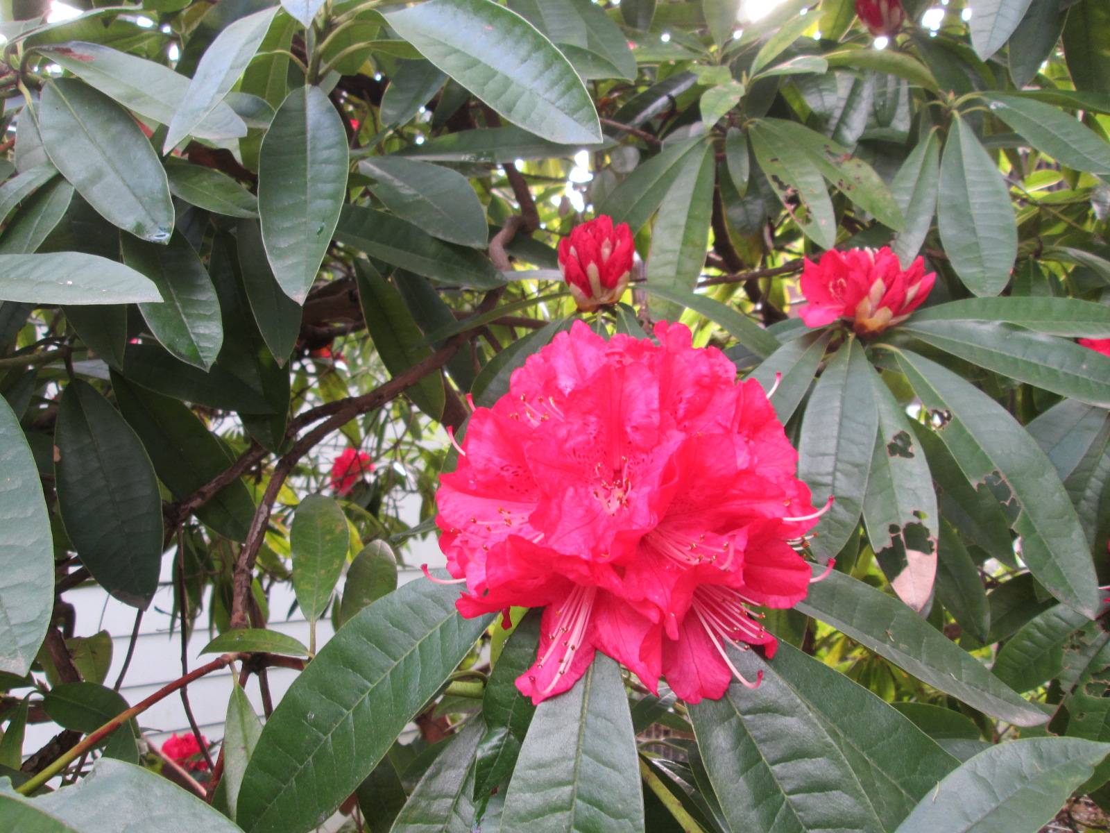 シャクナゲの写真