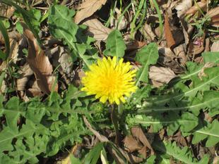 カントウタンポポ