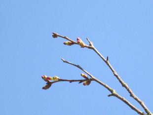 桜開花情報【2023年3月7日号】