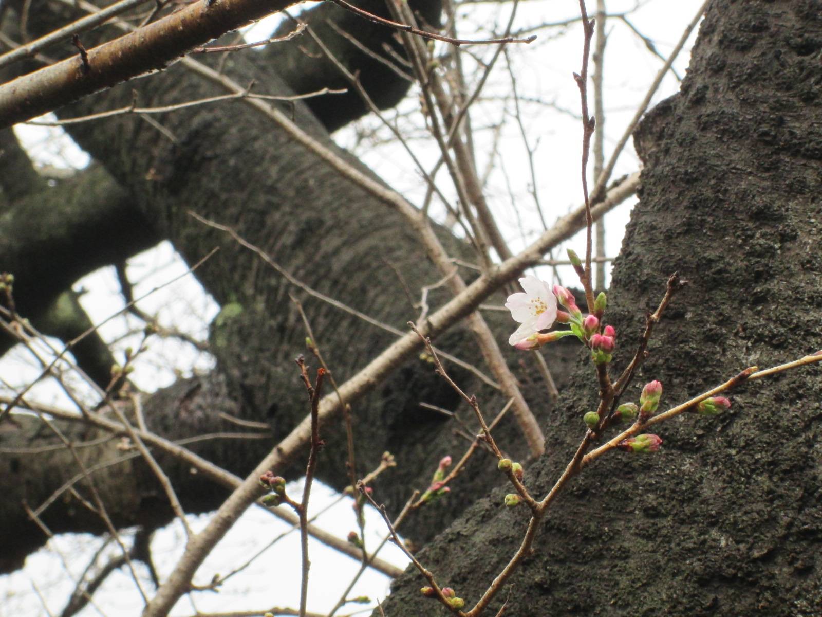 桜開花情報【2023年3月13日号】の写真