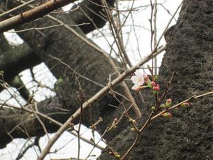桜開花情報【2023年3月13日号】