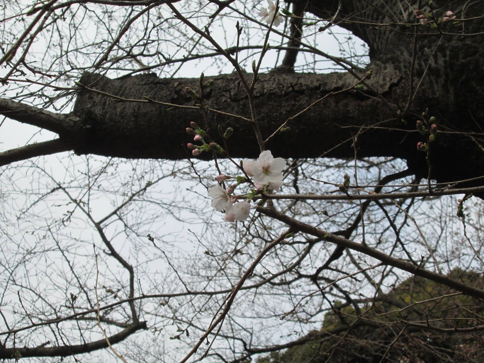 桜開花情報【2023年3月17日号】の写真