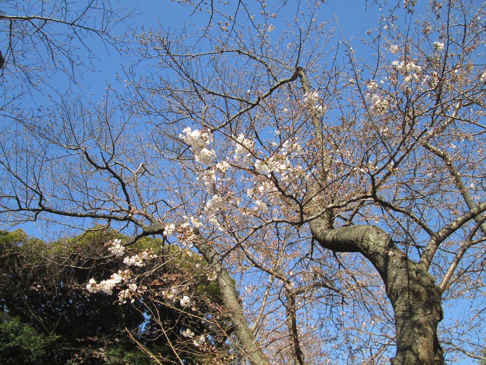 桜開花情報【2023年3月20号】の写真
