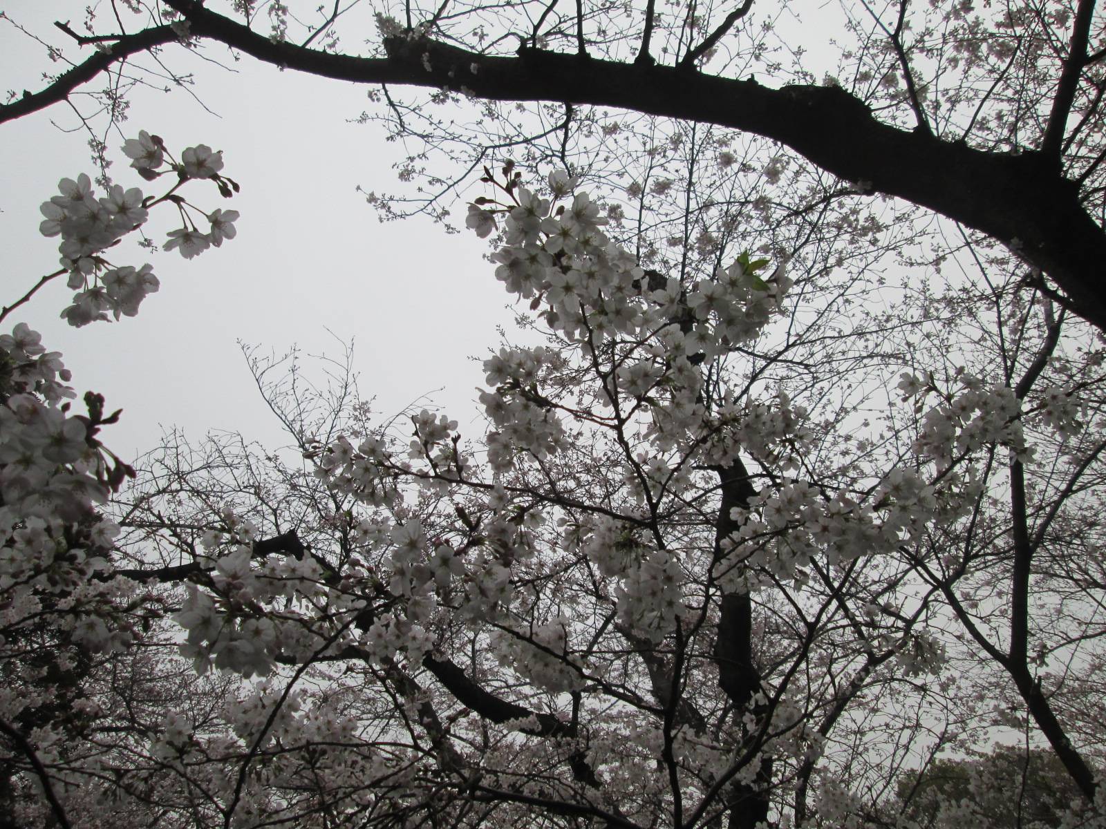 桜開花情報【2023年3月23日号】の写真