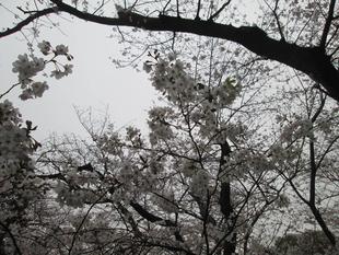 桜開花情報【2023年3月23日号】