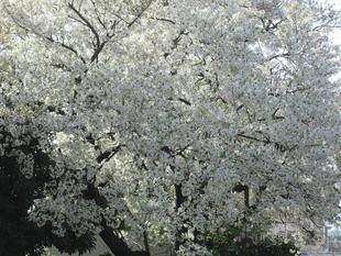 桜開花情報【2023年3月24日号】