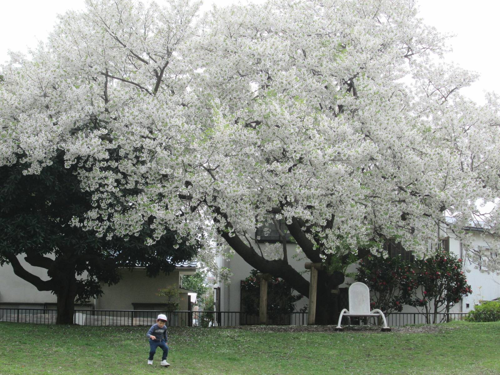 桜開花情報【2023年3月27日号】の写真