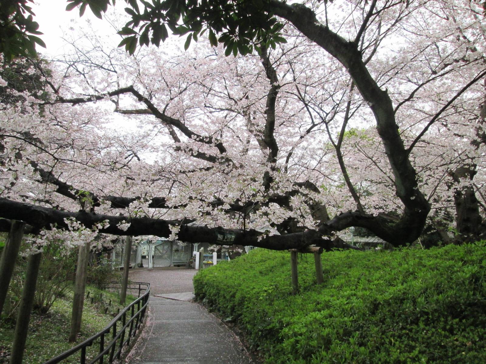 桜開花情報【2023年3月28日号】の写真