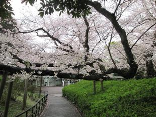 桜開花情報【2023年3月28日号】