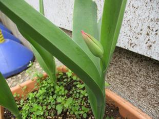 ✱テニス発祥記念館に春が来た✱