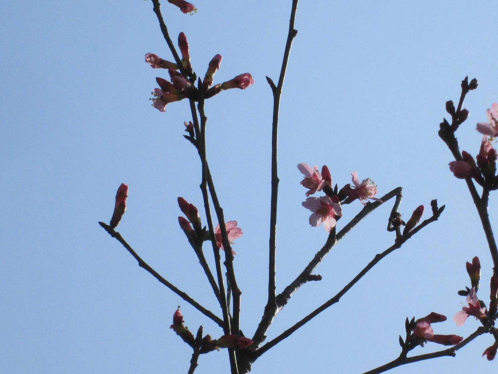 桜開花情報【2023年3月11月号】の写真