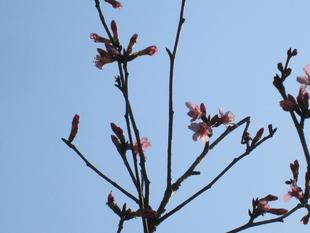 桜開花情報【2023年3月11月号】