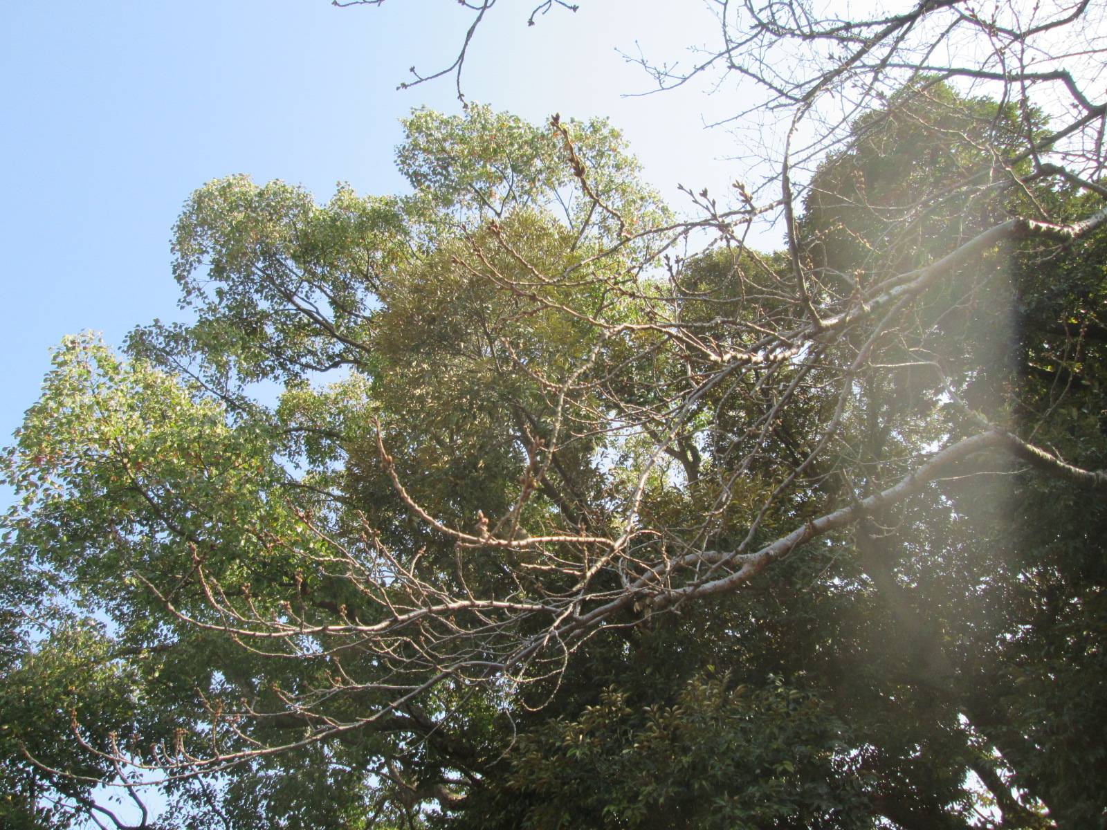 桜開花情報【2023年3月10日号】の写真