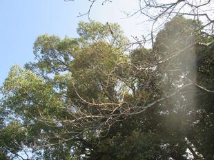 桜開花情報【2023年3月10日号】