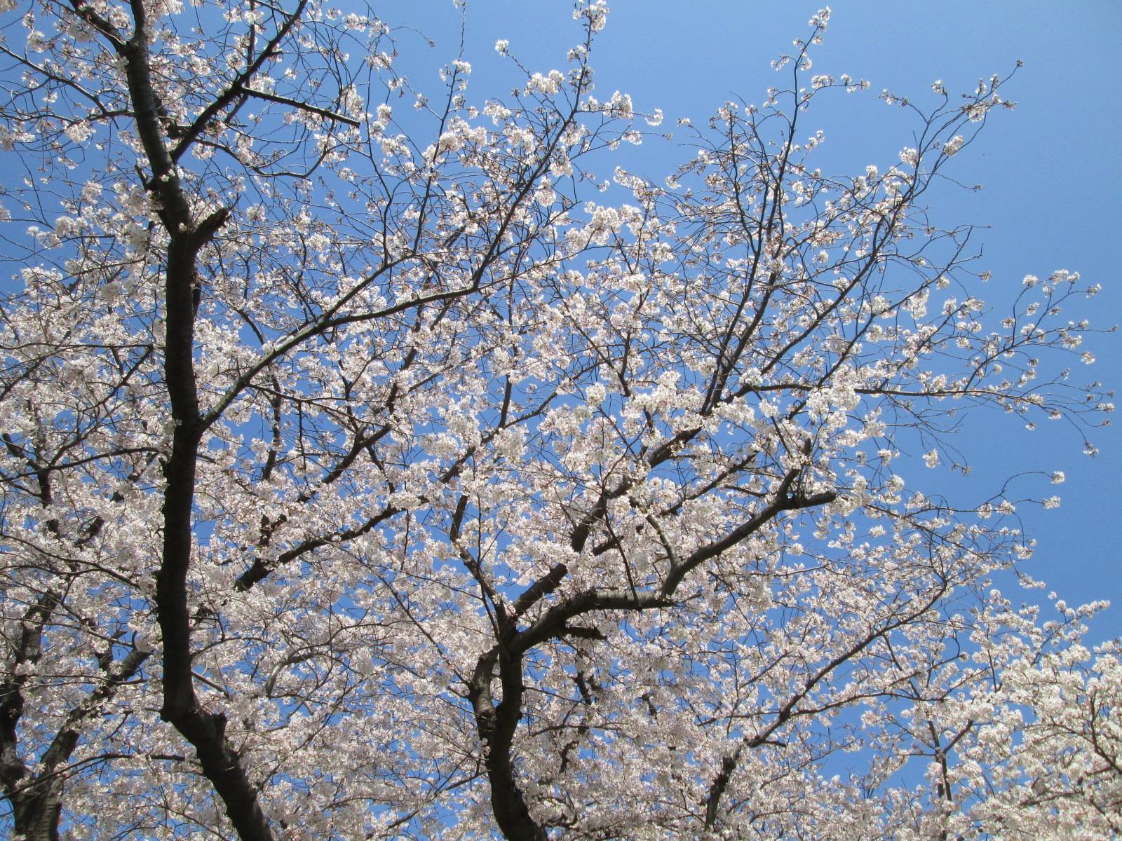 桜開花情報【2023年3月31日号】の写真