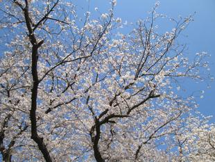 桜開花情報【2023年3月31日号】
