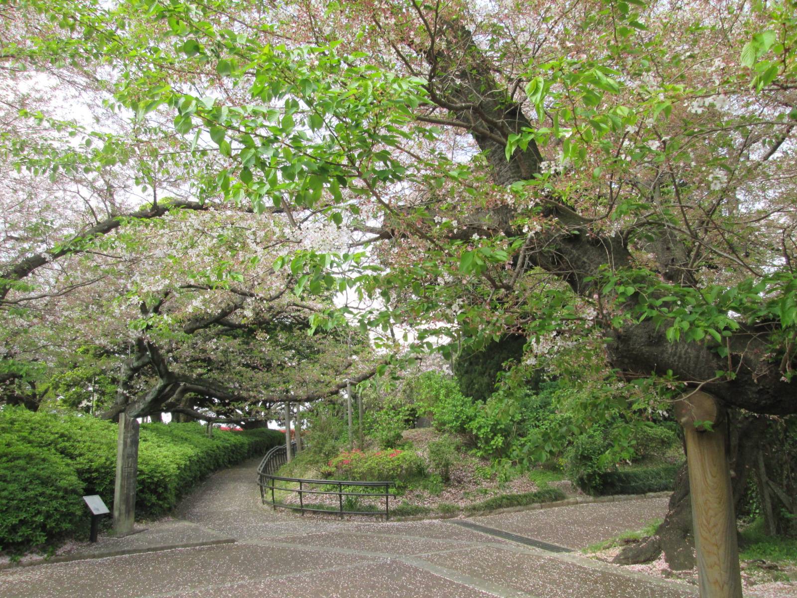 桜開花情報【2023年4月6日号】の写真