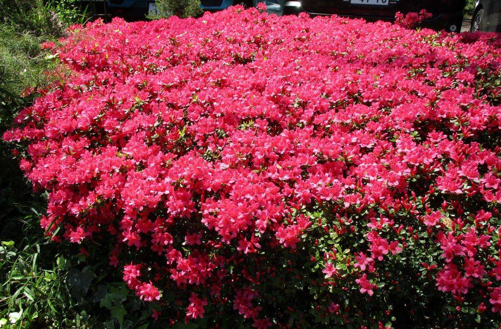 ✱満開です✱の写真