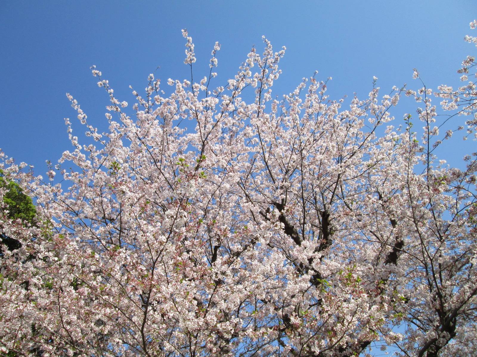 桜開花情報【2023年4月4日号】の写真