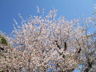 桜開花情報【2023年4月4日号】