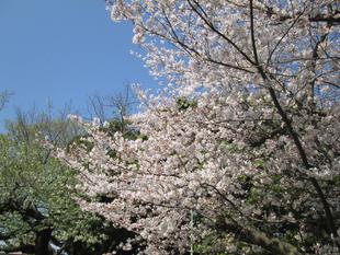 桜開花情報【2023年4月1日号】