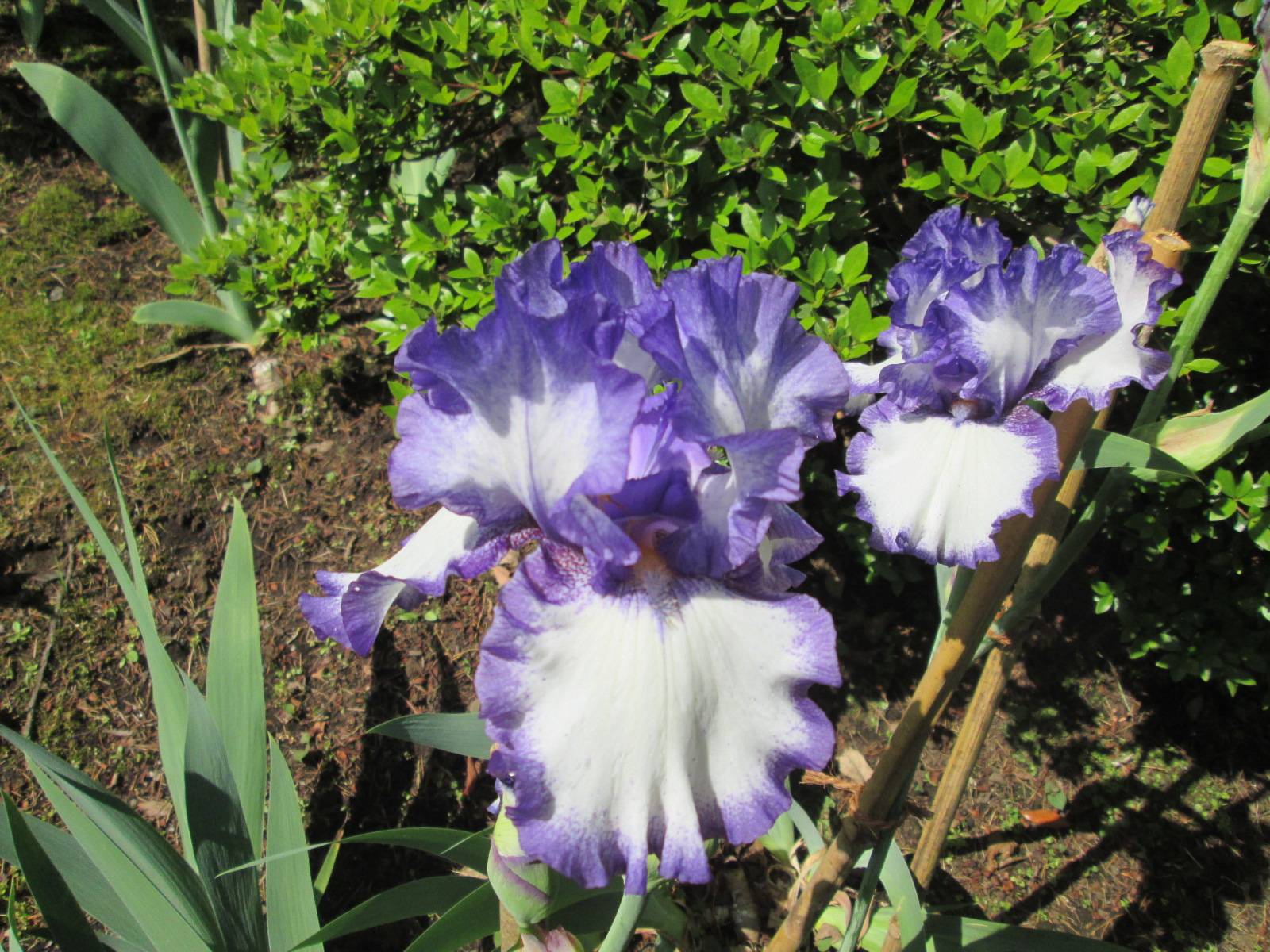 ジャーマンアイリスの写真