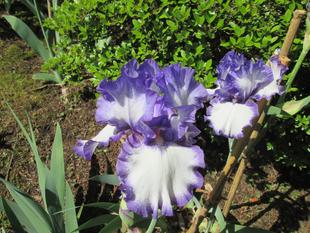 ジャーマンアイリス