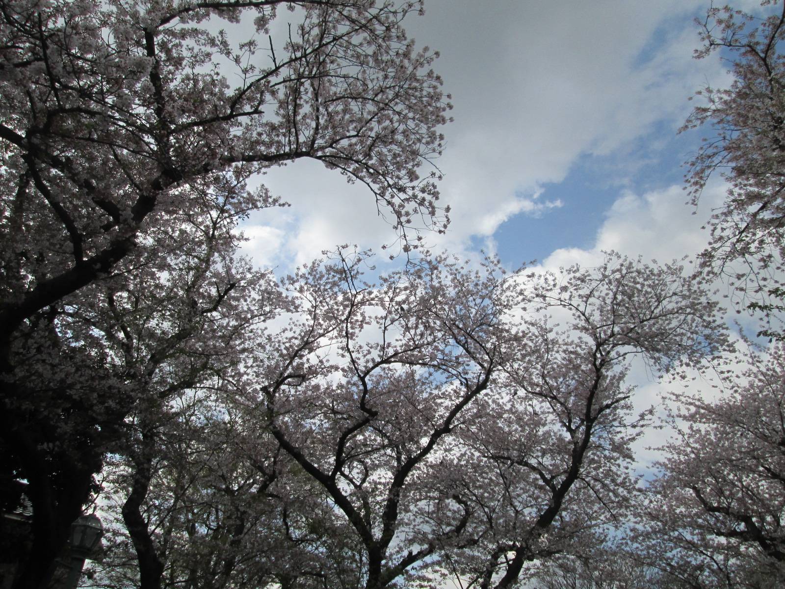 桜開花情報【2023年4月3日号】の写真