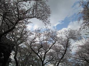 桜開花情報【2023年4月3日号】