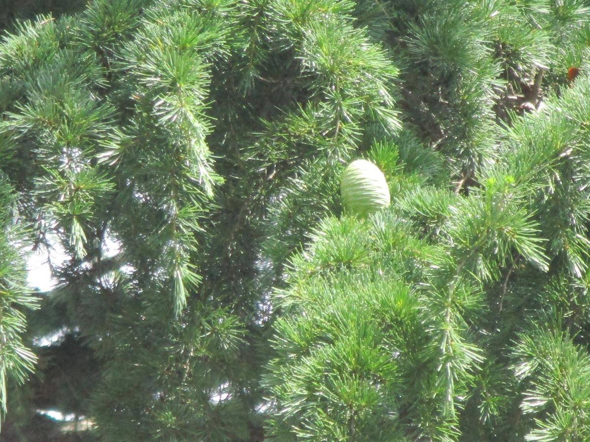 ヒマラヤスギの松ぼっくり|｜ブログ|山手公園公式サイト｜公益財団法人