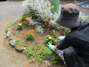 ✱テニス発祥記念館　夏の花植え✱