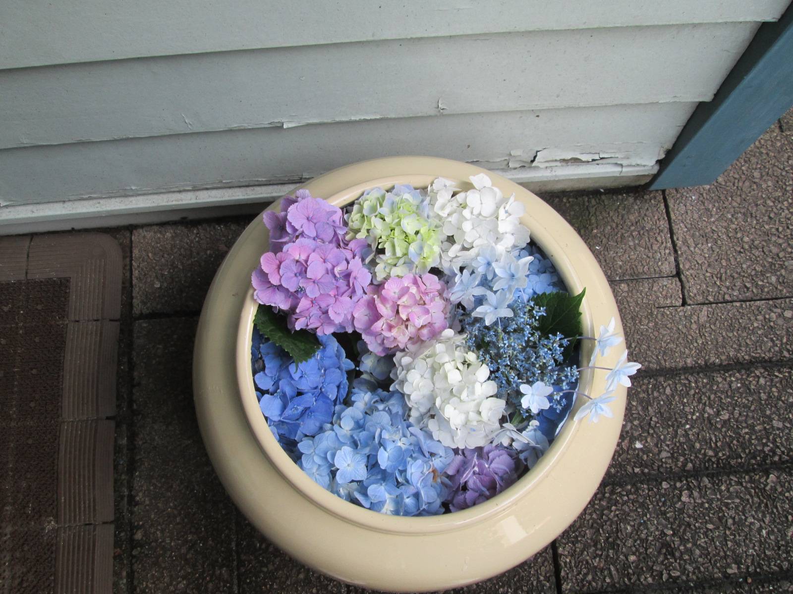 あじさいの写真