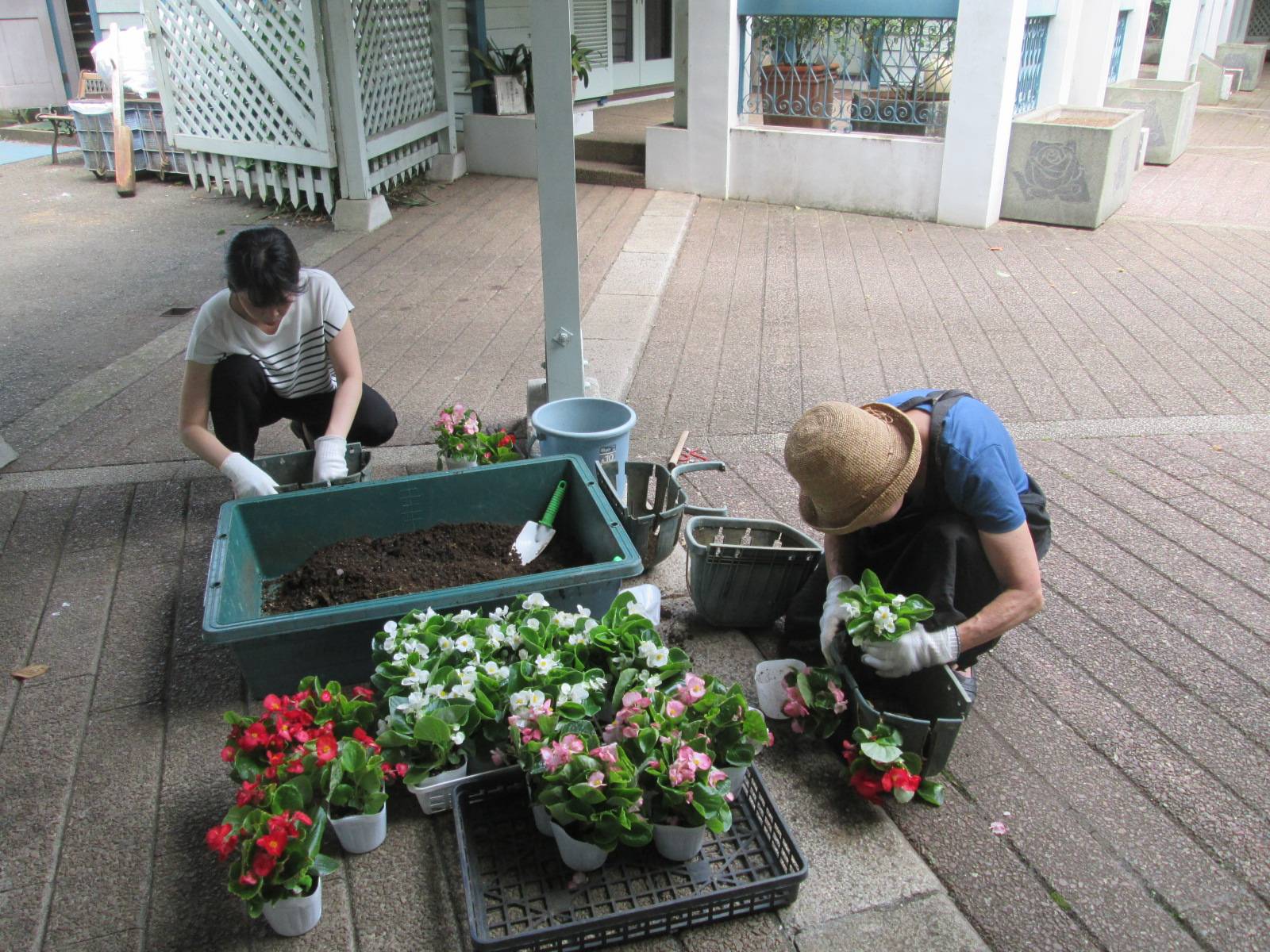 夏の花苗植えの写真