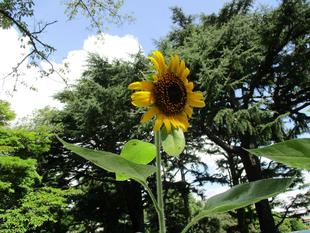 ✵　ひまわり　✵