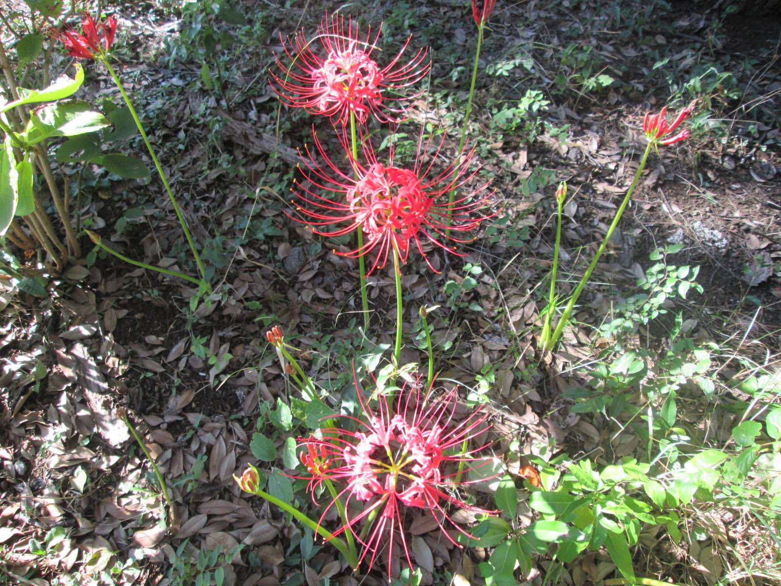 ヒガンバナの写真