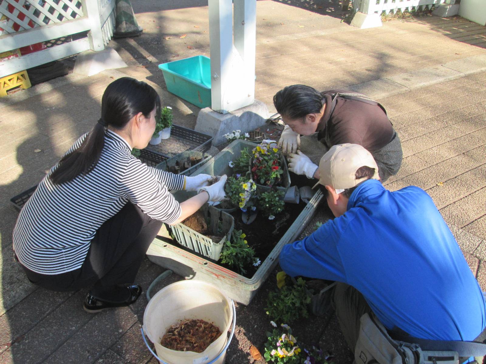 秋冬の花苗植えの写真