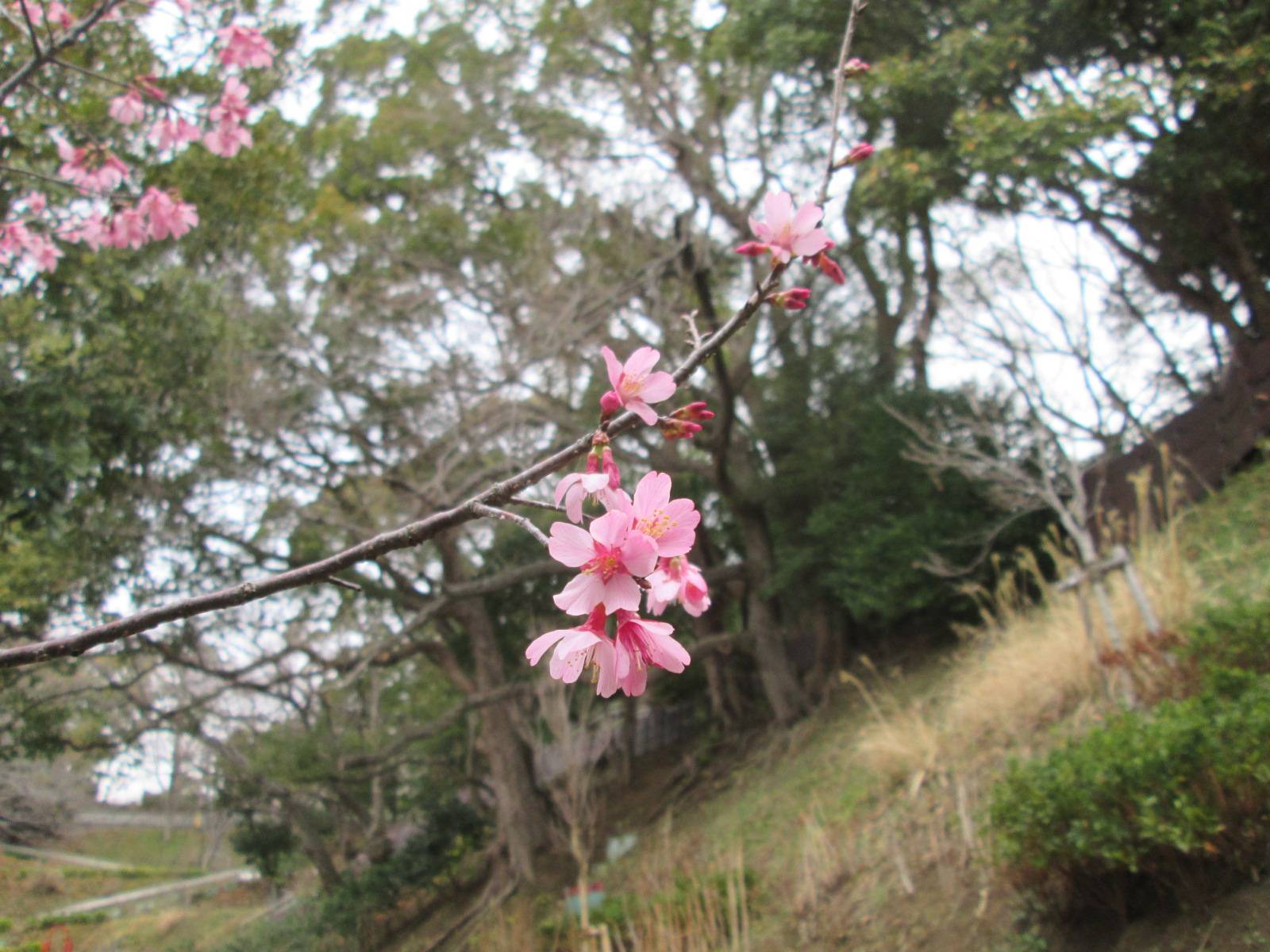 桜開花情報【２０２４年２月２９日号】の写真