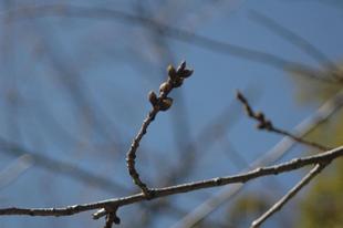 桜開花情報〔２０２４年３月１８日］