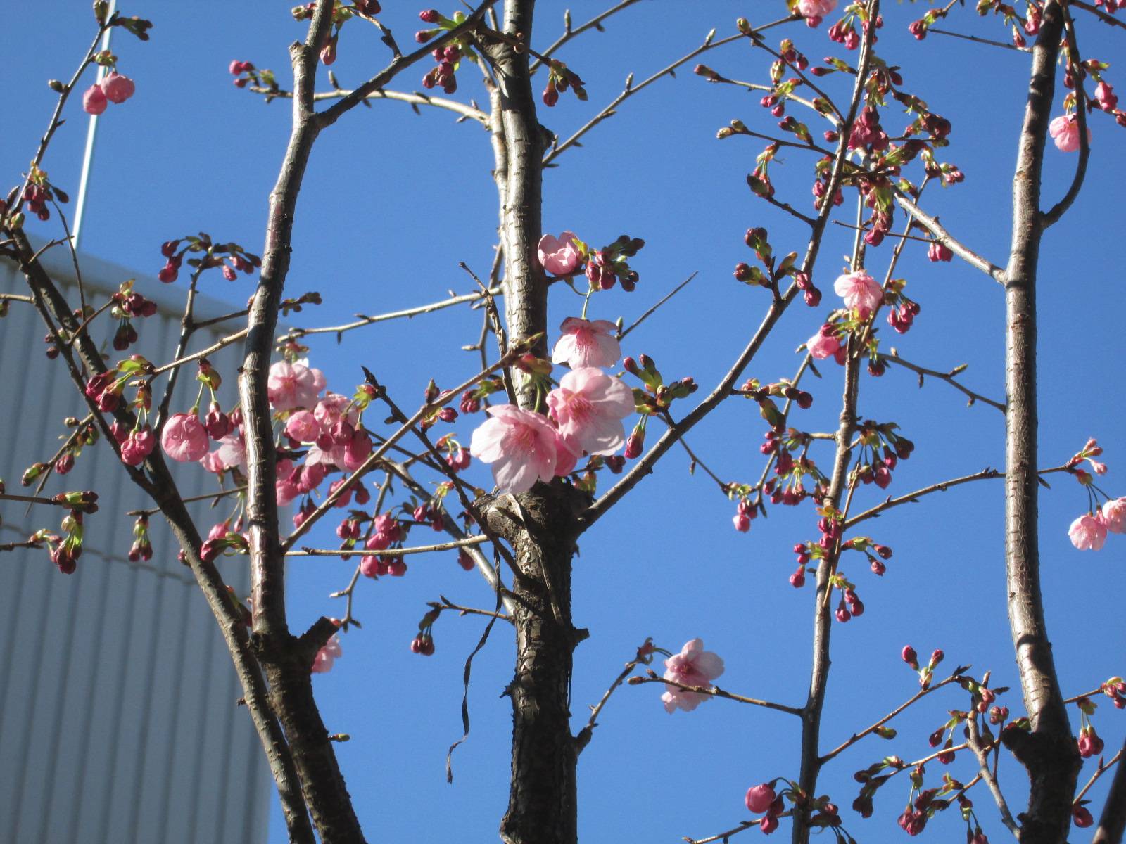 桜開花情報【２０２４年３月２２日】の写真