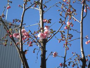 桜開花情報【2024年3月22日】