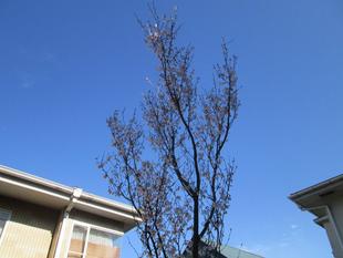 桜開花情報【2024年3月29日】