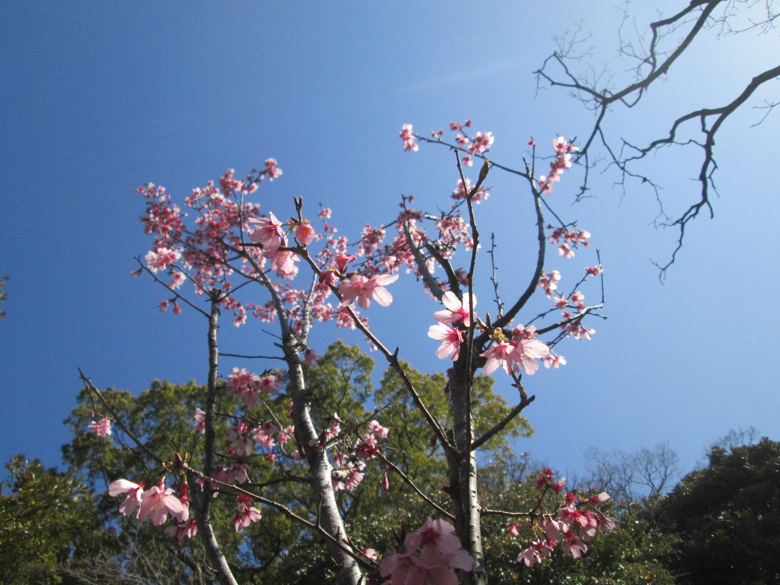 桜開花情報【２０２４年３月１１日号】の写真