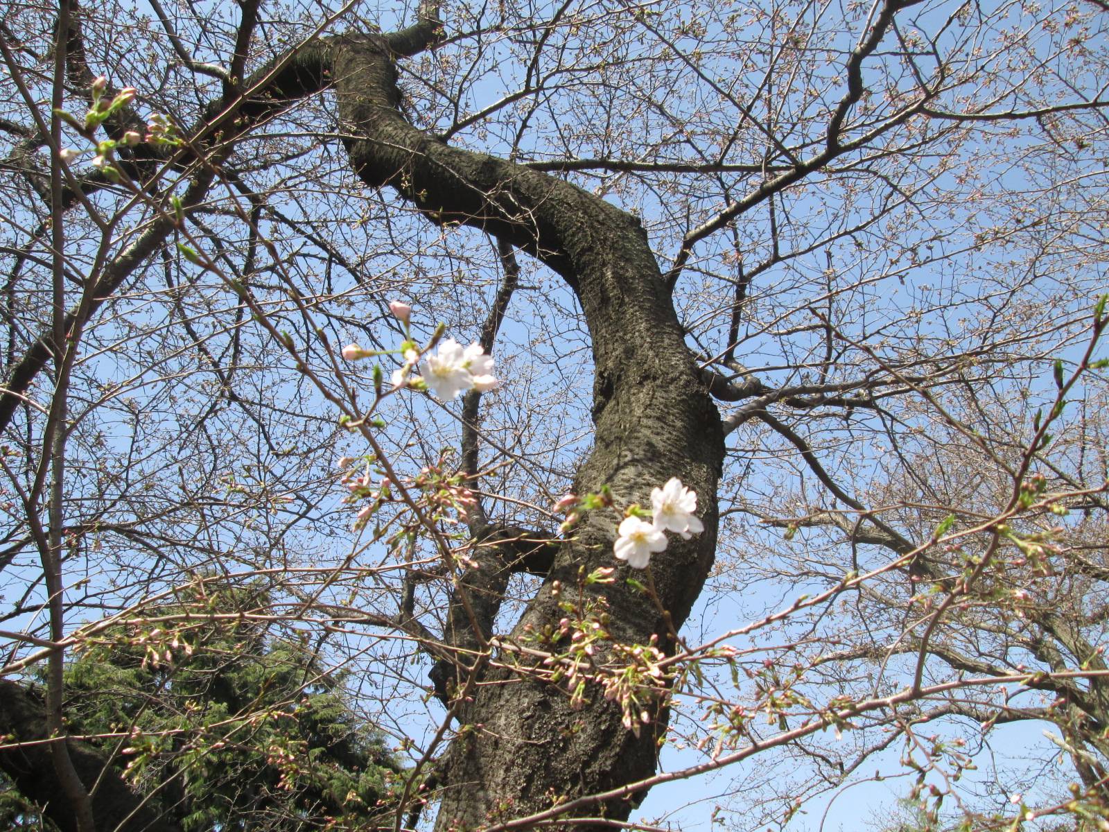 桜開花情報【２０２４年３月３１日】の写真