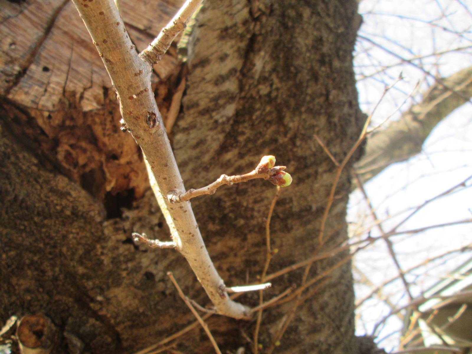 桜開花情報【2024年3月20日】の写真