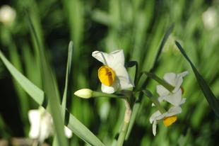 山手公園 スイセン満開です。