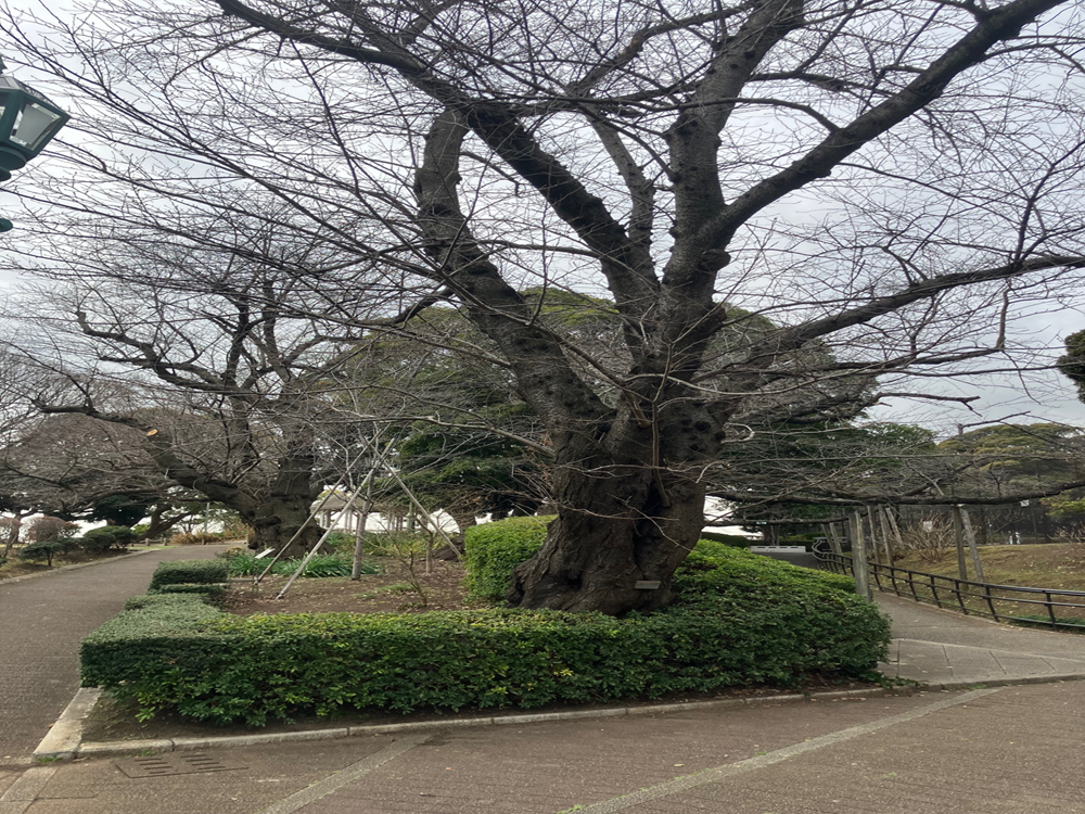 山手公園桜開花情報【2026年２月24日】の写真