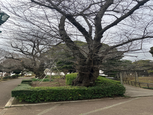 山手公園桜開花情報【2026年２月24日】