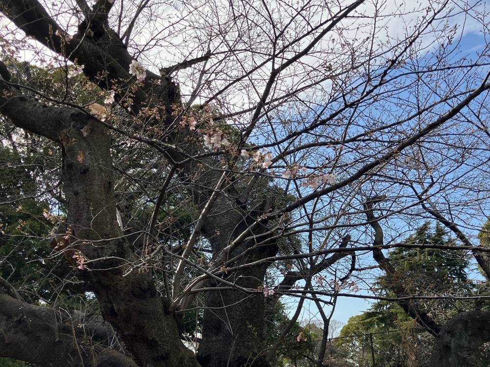  山手公園桜開花情報【2026年3月23日】の写真