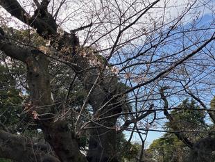  山手公園桜開花情報【2026年3月23日】